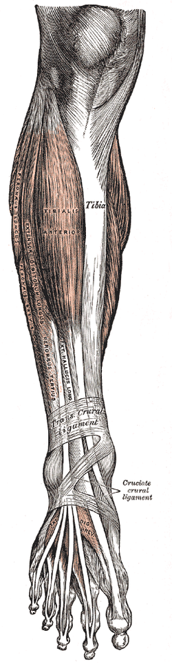 File:Gray437.png